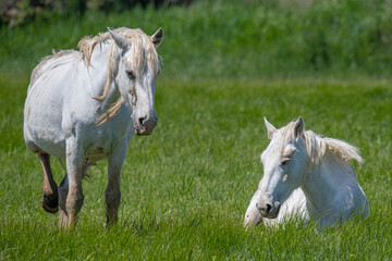 Beautiful white equine on green plains