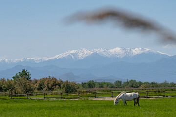 Gorgeous white mare grazing in meadow