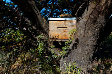 A bee hive in full sunlight, nestled between branches near Worcester, South Africa.