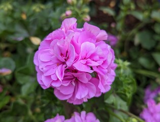 closeup of pink-purple pelargonium peltatum flower