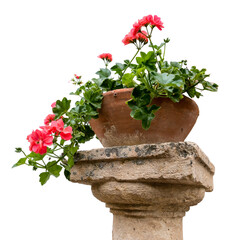 Terracotta pot of red geranium flower on top of a stone pillar isolated on a white background