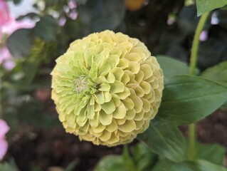 closeup of common zinnia, elegant zinnia flowing plant in Palo Alto, California