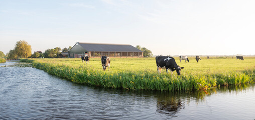 Fototapeta na wymiar black and white spotted cows and farm in the green heart of holland near amsterdam