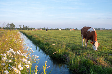 spotted cows in evening sun near amsterdam under blue sky reflected in water of ditch
