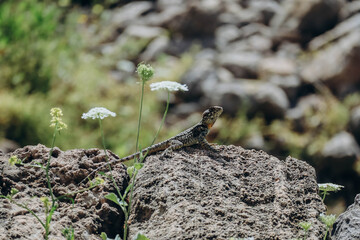 Large lizard on a rock on a sunny day, in Byblos, Lebanon
