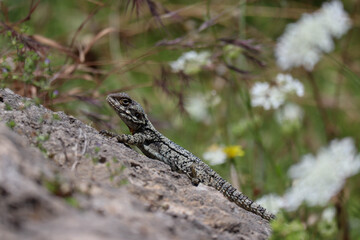 Large lizard on a rock on a sunny day, in Byblos, Lebanon