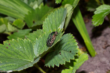 Maybug sits on a strawberry leaf
