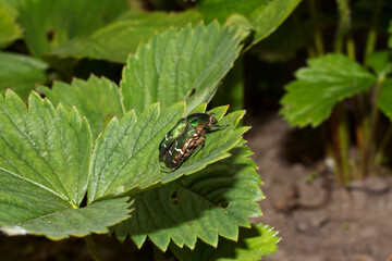 Maybug sits on a strawberry leaf