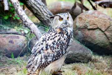 Great Horned Owl, Bubo Virginianus Subarcticus. Owl portrait
