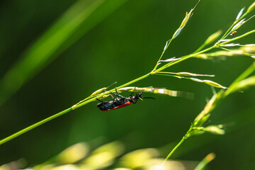 macro in the light