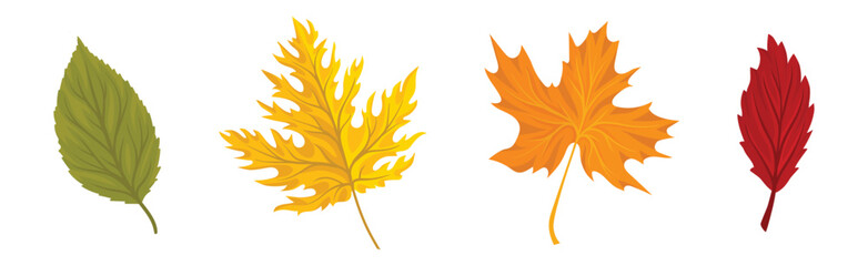 Bright Autumn Leaf with Veins and Stem as Seasonal Foliage Vector Set - obrazy, fototapety, plakaty