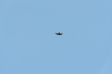 Turkey Vulture Flying In A Blue Sky