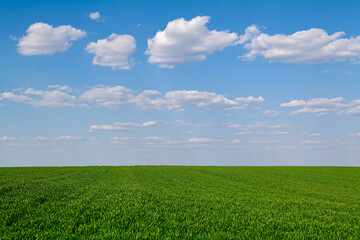 Young wheat in the plain