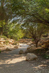 National Park Ibex, trees and landscape at Paula and Ben Gurion' grave site at Kibbutz Sde Boker in...