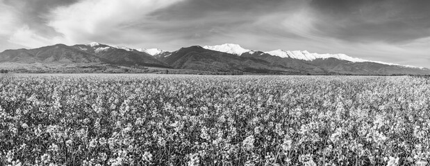 Field of rape plants with snow covered mountain peaks in the background by the road; organic farming of rape plants in Transylvania, Romania; rapeseed oil source in black and white
