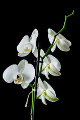 bouquet of flowers, white Phalaenopsis orchid on black background