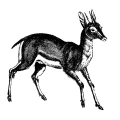 Antilope scientific illustration bitmap monochromatic detailed vintage retro book