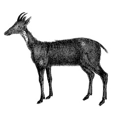 Antilope scientific illustration bitmap monochromatic detailed vintage retro book