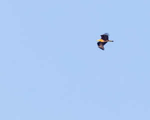 A Fish Eagle in flight in blue sky