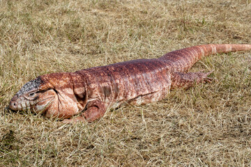 Argentinian red tegu lizard Salvator rufescens common in exotic pet trade