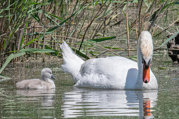 Serene sight: adult and baby swan swimming side by side forming a picture of tranquility