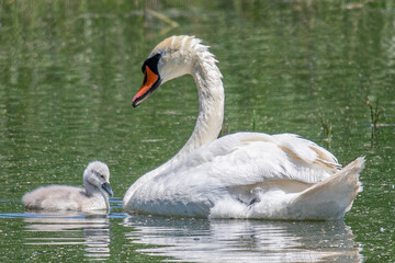 Elegant parent swan teaches its young to navigate the shimmering lake