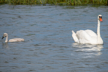 Majestic swan duo a loving family swimming harmoniously in the lake
