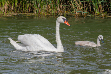 The mute swan (Cygnus olor) is a species of swan and a member of the waterfowl Anatidae common in aiguamolls emporda mediterranean girona spain