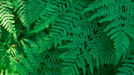Fototapeta na wymiar A dense fern in a green forest. The fern pattern