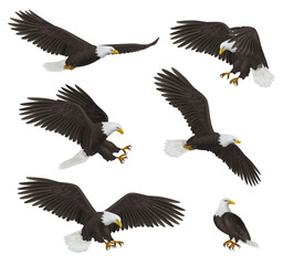 Eagles. Prey birds freedom symbols decent vector realistic flying eagles