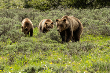 Obraz na płótnie Canvas Grizzly #610 (Ursus horribilis) with her 3 cubs in sagebrush meadow; Grand Teton National Park; Wyoming