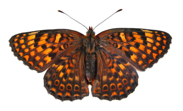 Melitaea phoebe butterfly, Knapweed fritillary isolated on white, top view, clipping path