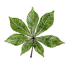 Green leaf of chestnut tree. Watercolor illustration. High quality