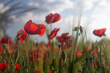 The poppies 