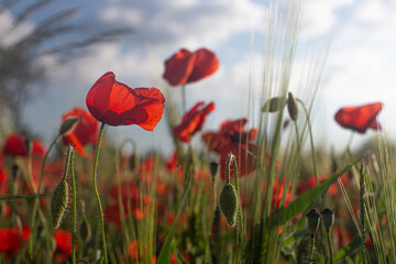 Obraz premium The poppies 
