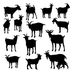 Vector silhouette of goat in different position