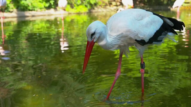 Storch in einem Teich