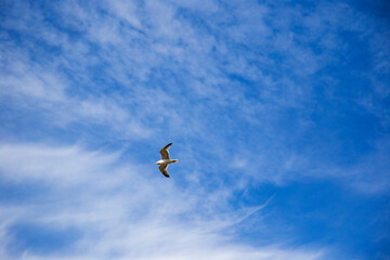 seagull in the blue cloudy sky copy space