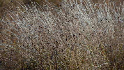Thickets of dry plants, autumn.