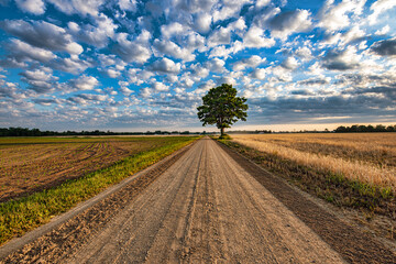 Fototapeta na wymiar Lone tree alongside rural road on a cloudy morning.