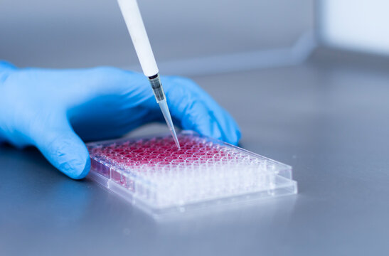 cell culture