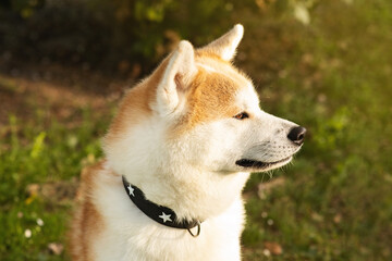 Cute fluffy dog akita on green grass enjoy free time in park in summer, close up, outdoor