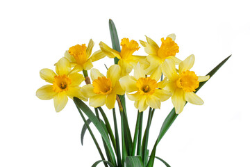 beautiful yellow flowers daffodils in a vase on a white background