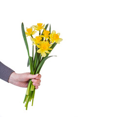 beautiful yellow flowers daffodils in the hands of a girl on a white background