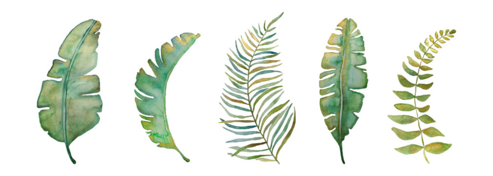 Palm and tropical watercolor leaves set. Watercolor with gold. Vector illustration.