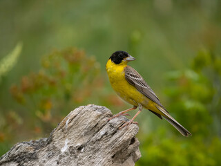 Fototapeta premium Black-headed bunting, Emberiza melanocephala,