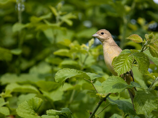 Black-headed bunting, Emberiza melanocephala,