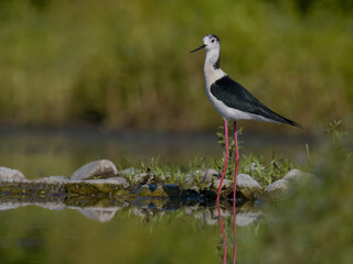 Fototapeta premium Black-winged stilt, Himantopus himantopus