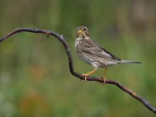 Corn bunting, Emberiza calandra