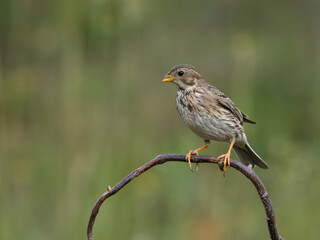 Corn bunting, Emberiza calandra